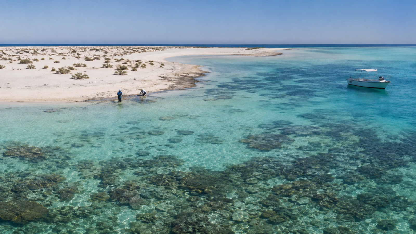 صورة تمثيلية لدراسة بحرية وإيكولوجية حول جزيرة طويلة في البحر الأحمر بمصر